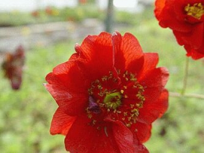 Geum chiloense Mrs Bradshow
